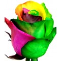 Tinted Roses - Yellow, Pink, Green